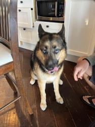Found/Stray Unknown Dog last seen Meadowview clbh area, Temecula, CA 92591