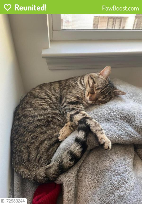 Reunited Female Cat last seen S Mur-Len, Olathe, KS 66062