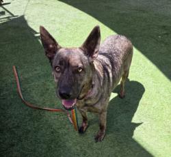 Shelter Stray Female Dog last seen , 1850 W 60th St, Los Angeles, CA 90047, USA