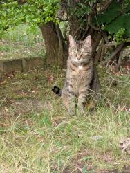 Found/Stray Female Cat last seen Off faith road, Mooresville, NC 28115