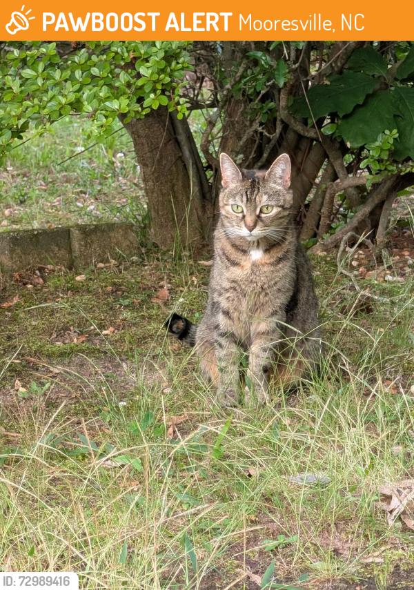 Found/Stray Female Cat last seen Off faith road, Mooresville, NC 28115