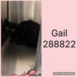 Shelter Stray Female Cat last seen GAILU DR, 4214 Fulton Mill Rd, Macon, GA 31216, USA