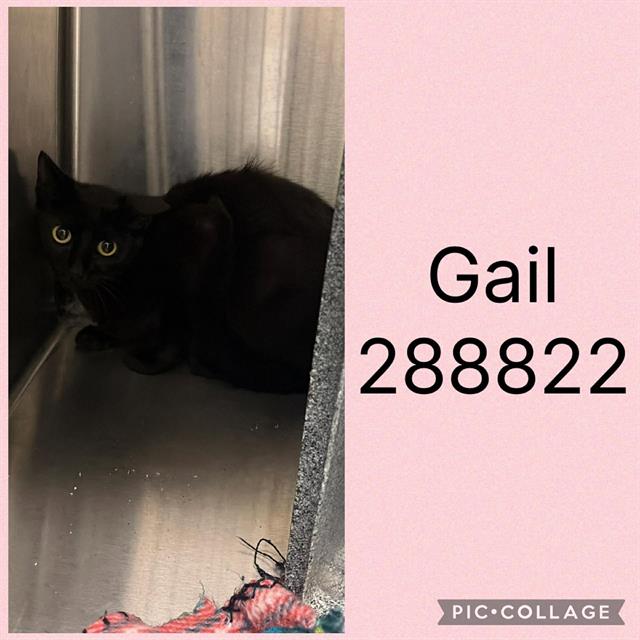 Shelter Stray Female Cat last seen GAILU DR, 4214 Fulton Mill Rd, Macon, GA 31216, USA