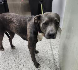 Shelter Stray Female Dog last seen Near BLOCK BRYDEN ST, DETROIT MI 48210, 7401 Chrysler Dr, Detroit, MI 48211, USA
