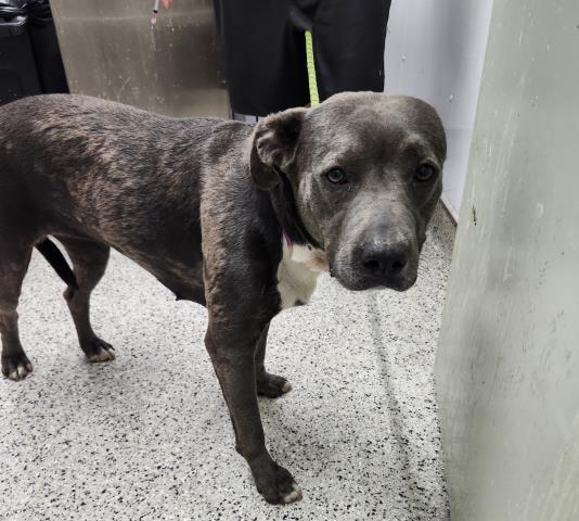 Shelter Stray Female Dog last seen Near BLOCK BRYDEN ST, DETROIT MI 48210, 7401 Chrysler Dr, Detroit, MI 48211, USA