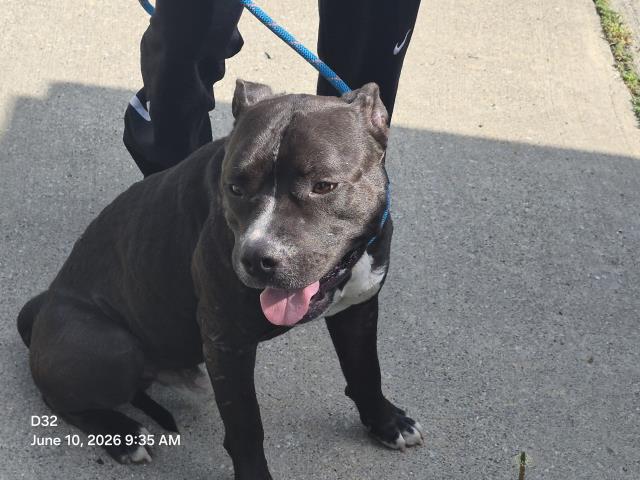 Shelter Stray Male Dog last seen Near BLOCK BURT RD, DETROIT, MI 48228, 7401 Chrysler Dr, Detroit, MI 48211, USA