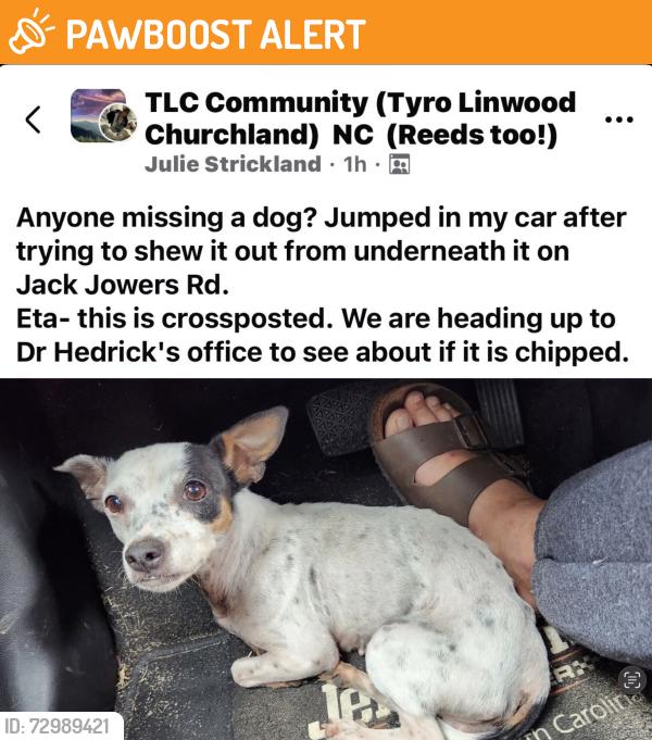 Found/Stray Female Dog last seen Jack Jowers Road, Davidson County, NC 27295