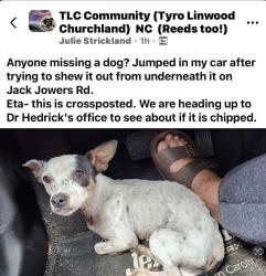 Found/Stray Female Dog last seen Jack Jowers Road, Davidson County, NC 27295