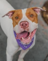 Shelter Stray Female Dog last seen Near BLOCK SW 133RD CT, 3599 NW 79th Ave, Doral, FL 33122, USA