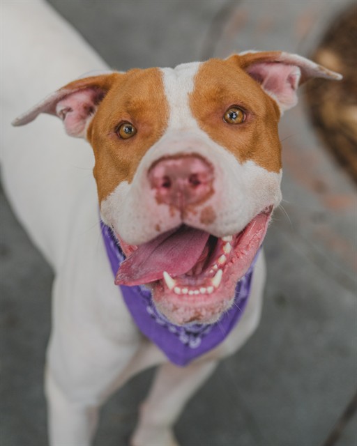 Shelter Stray Female Dog last seen Near BLOCK SW 133RD CT, 3599 NW 79th Ave, Doral, FL 33122, USA