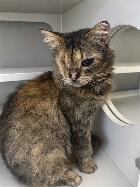 Shelter Stray Female Cat last seen Near BLOCK SW, 3599 NW 79th Ave, Doral, FL 33122, USA
