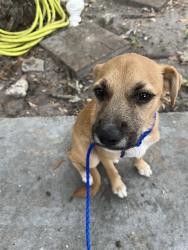 Shelter Stray Male Dog last seen Near BLOCK NW 2ND CT, 3599 NW 79th Ave, Doral, FL 33122, USA