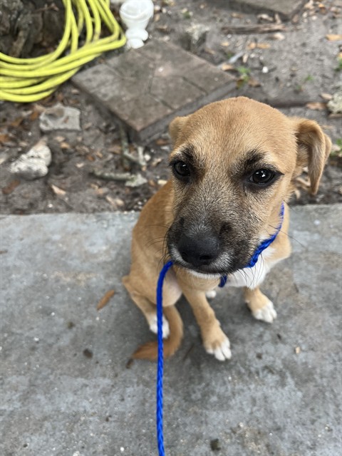 Shelter Stray Male Dog last seen Near BLOCK NW 2ND CT, 3599 NW 79th Ave, Doral, FL 33122, USA