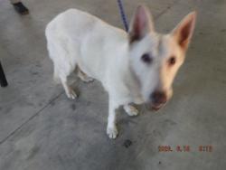 Shelter Stray Female Dog last seen Near BLOCK NW 2ND AVE, 3599 NW 79th Ave, Doral, FL 33122, USA