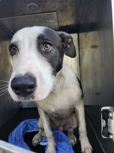 Shelter Stray Male Dog last seen Near BLOCK HORTENCIA AVE, 4710 TX-151, San Antonio, TX 78227, USA