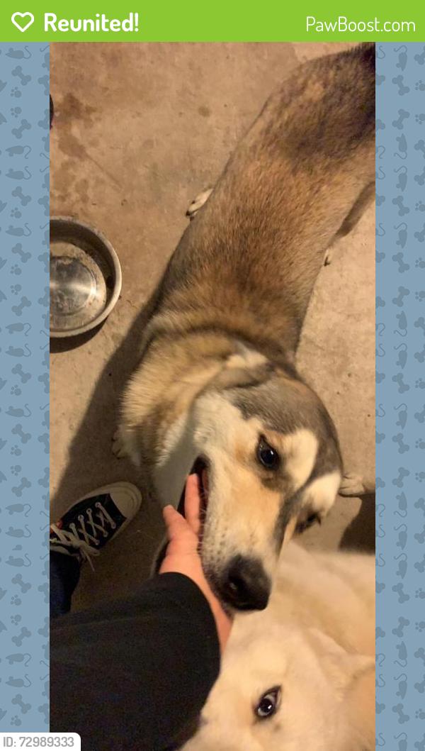 Reunited Female Dog last seen Badgers Hills, San Antonio, TX 78238