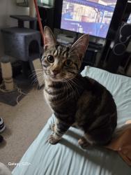 Reunited Male Cat last seen Lancaster Close, Selly Hall Croft & York Close, West Midlands, England B30 2HW
