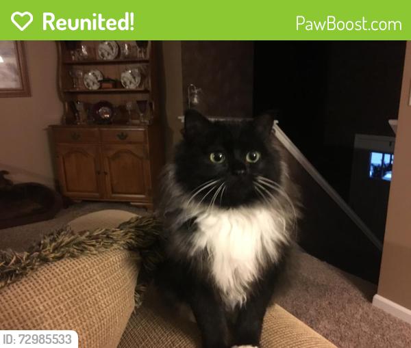 Reunited Female Cat last seen Casalona sunflower rd, Grand Chute, WI 54914