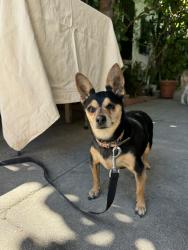 Found/Stray Female Dog last seen Avalon blvd, Los Angeles, CA 90011