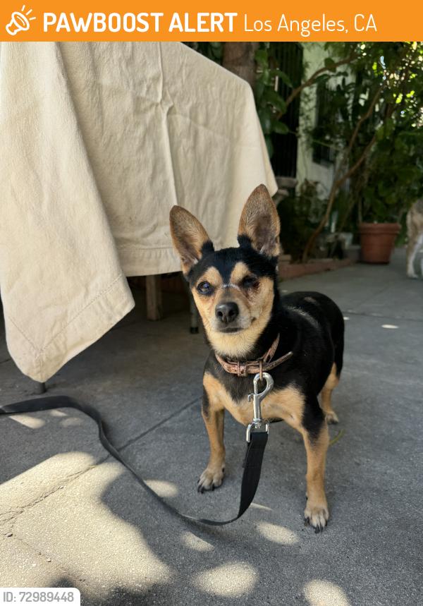 Found/Stray Female Dog last seen Avalon blvd, Los Angeles, CA 90011