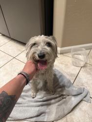 Found/Stray Male Dog last seen Harvard Ave and dodge st, Gilbert, AZ 85233