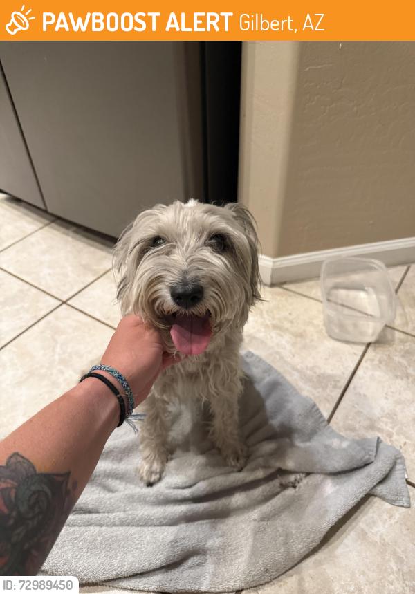 Found/Stray Male Dog last seen Harvard Ave and dodge st, Gilbert, AZ 85233