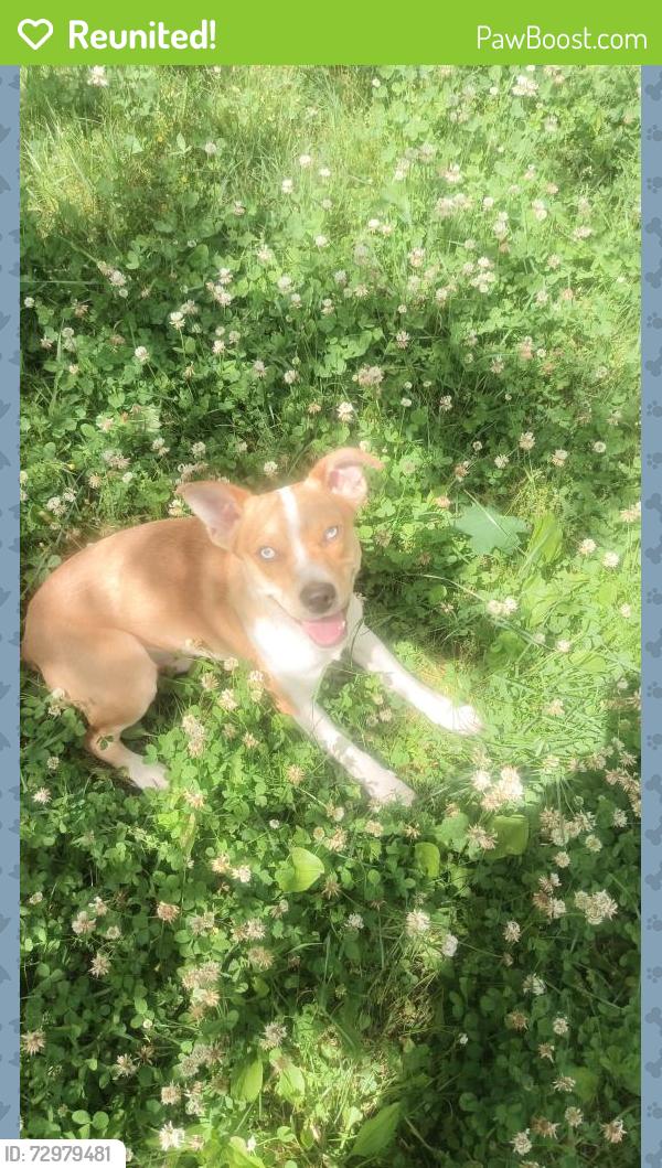 Reunited Male Dog last seen Along 895 between east pheasant run Rd and River rd, Drehersville, PA 17961