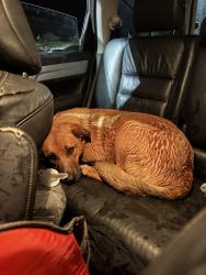 Found/Stray Female Dog last seen wendys, Robbinsville, NC 28771