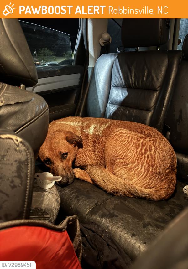 Found/Stray Female Dog last seen wendys, Robbinsville, NC 28771