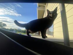 Reunited Female Cat last seen Ringgold Ave. & E Legrande Ave. , Indianapolis, IN 46203