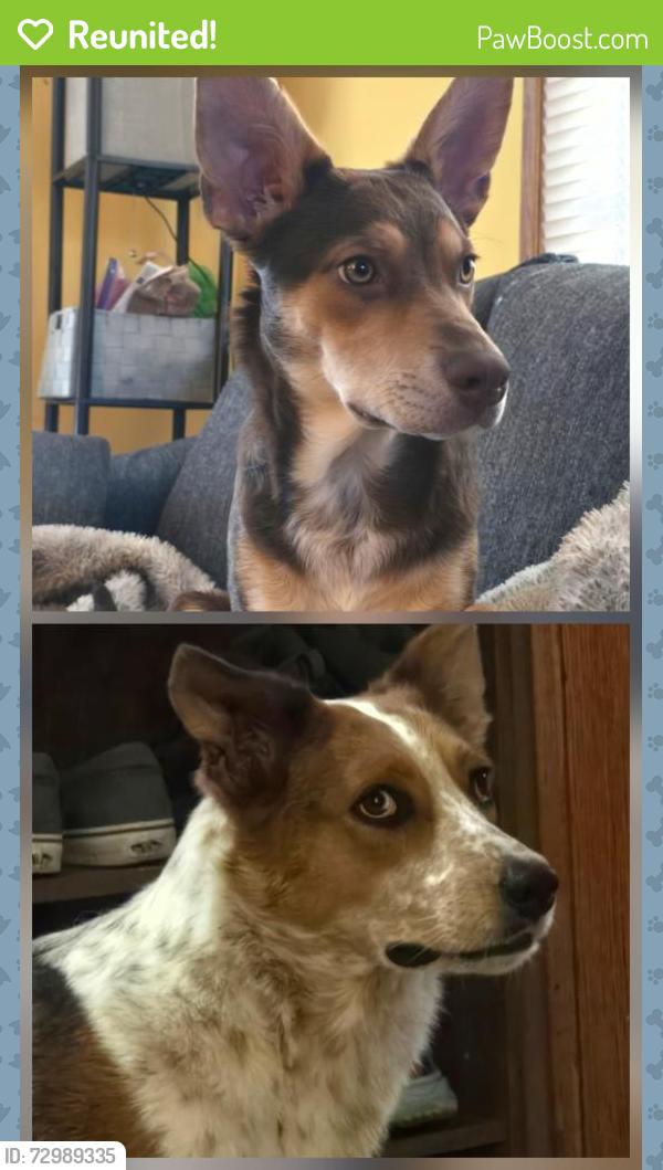 Reunited Female Dog last seen Next to wilson school in cr , Cedar Rapids, IA 52404
