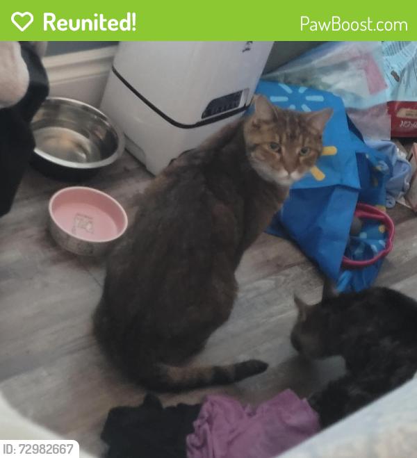 Reunited Male Cat last seen Near st and 131 a Ave NW, Edmonton, AB T5L 1V9