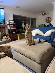 Lost Male Cat last seen Wendy & kitty , Casa Conejo, CA 91320