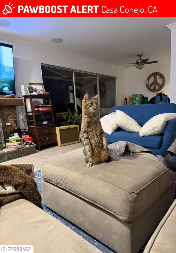 Lost Male Cat last seen Wendy & kitty , Casa Conejo, CA 91320