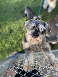 Reunited Male Dog last seen A street and Cedar Ave, Pasco, WA 99301