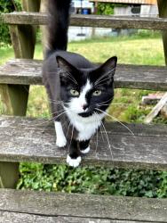 Reunited Unknown Cat last seen 9th and South Lawrence, Tacoma, WA 98405