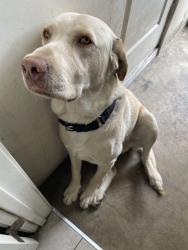 Lost Male Dog last seen Home, South Gate, CA 90280