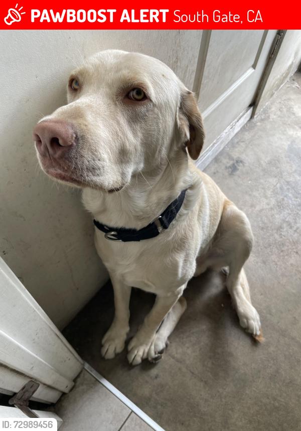 Lost Male Dog last seen Home, South Gate, CA 90280