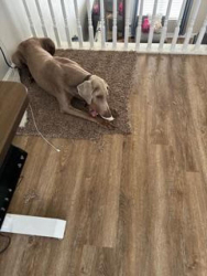 Lost Male Dog last seen windy hill rd, austell rd, Sandtown Rd, Marietta, GA 30060