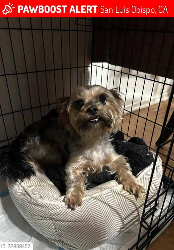 Lost Female Dog last seen Pine St in Silver City, San Luis Obispo, CA 93401