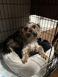 Lost Female Dog last seen Pine St in Silver City, San Luis Obispo, CA 93401