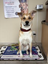 Lost Male Dog last seen Headmaster row Winnipeg MB, Winnipeg, MB R2G