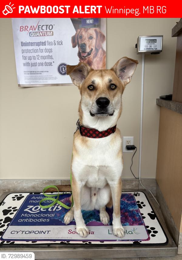 Lost Male Dog last seen Headmaster row Winnipeg MB, Winnipeg, MB R2G