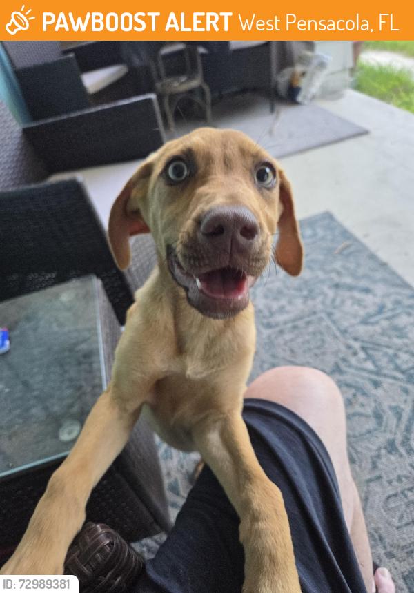 Found/Stray Male Dog last seen Jackson and new warrington , West Pensacola, FL 32506