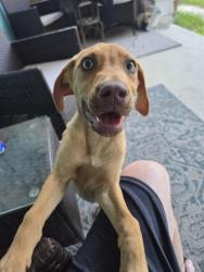 Found/Stray Male Dog last seen Jackson and new warrington , West Pensacola, FL 32506