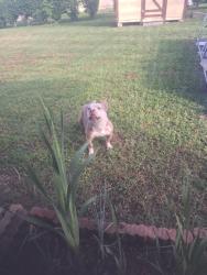 Reunited Male Dog last seen S jackson and Beverly hills blvd, Beverly Hills, FL 34465