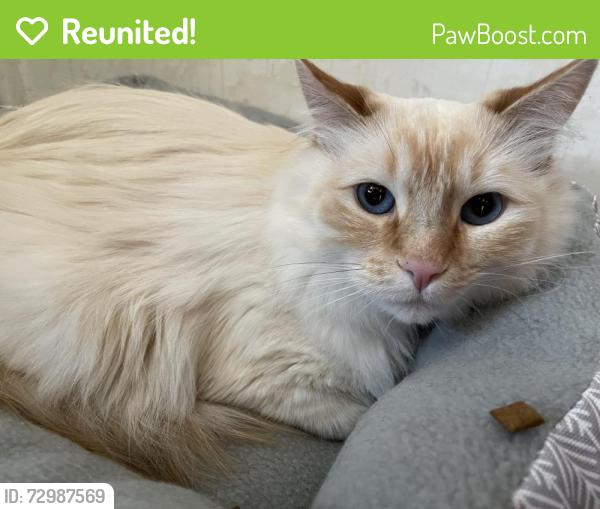 Reunited Male Cat last seen Roop street and little lane , Carson City, NV 89701