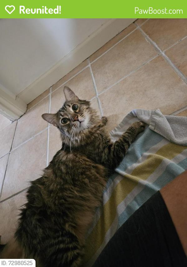 Reunited Male Cat last seen 45th and Normandie, Los Angeles, CA 90062