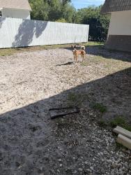 Lost Male Dog last seen Villa entrada, Pasco County, FL 34655