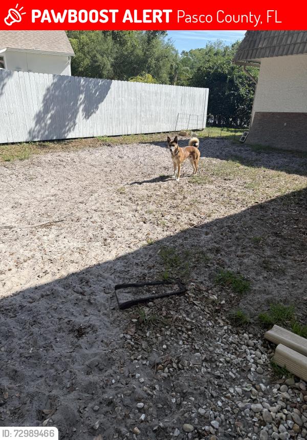 Lost Male Dog last seen Villa entrada, Pasco County, FL 34655